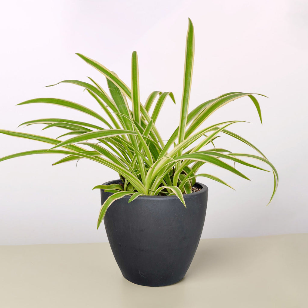Spider Plant 'Reverse'