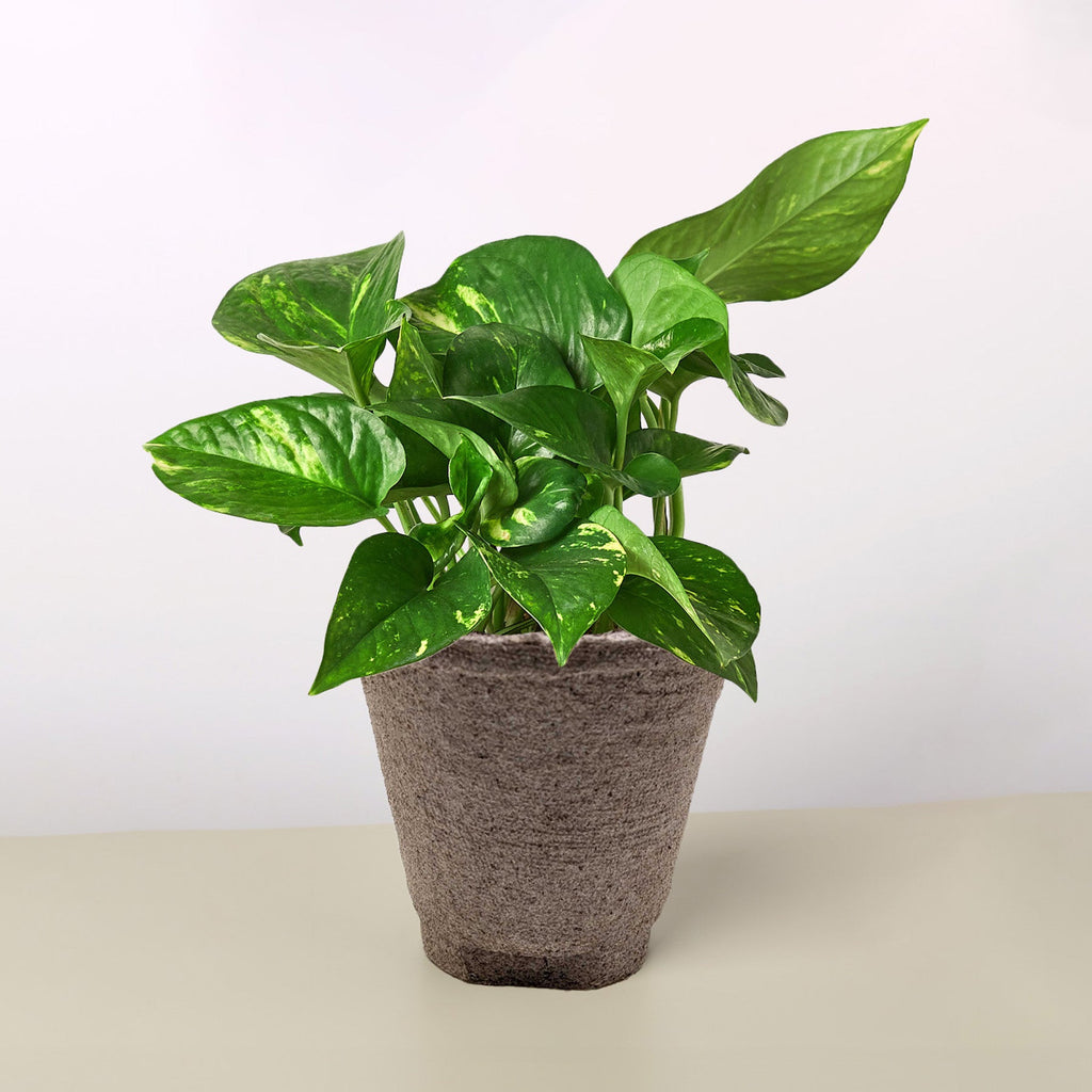 Pothos 'Golden'