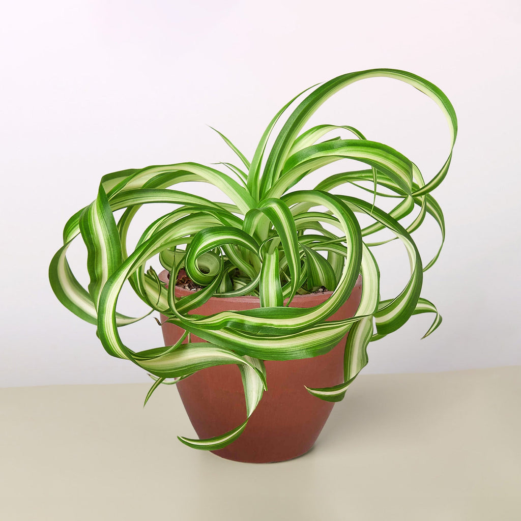 Spider Plant 'Bonnie'